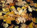 2009-11-05, leuchtender November (8)